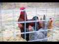 1 YEAR UPDATE with our HOMESTEAD