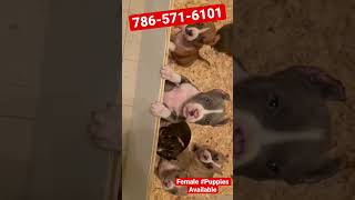 We Have 3 More Available The Black Tri, Blue Fawn And Sable Tri.