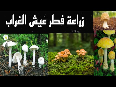 خطوات زراعة فطر عيش الغراب المشروم