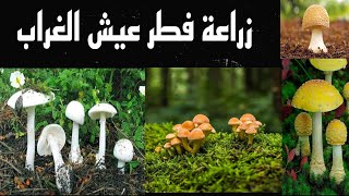 خطوات زراعة فطر عيش الغراب ( المشروم)