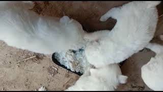 Russian Dogs Puppies Top Quality males with pink nose #viral #dogs #dogspuppy