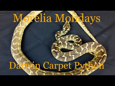 Morelia Mondays Ep. 2