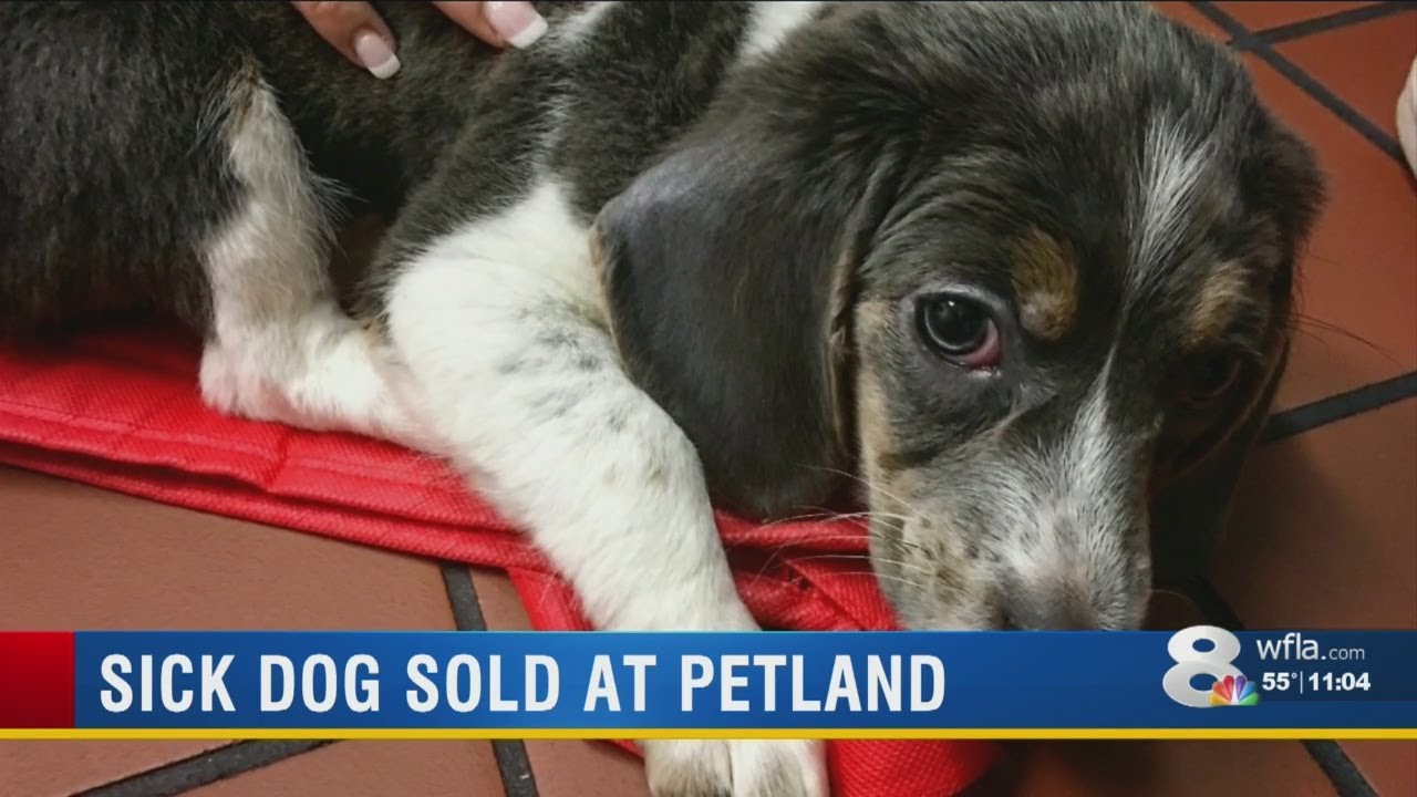 Bradenton Petland accused of selling sick puppy