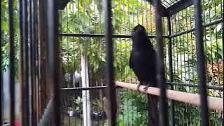 Srigunting Hitam isian cucak jenggot dan kapas tembak