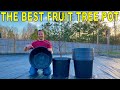 I Found The PERFECT FRUIT TREE CONTAINER!