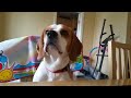 singing beagle