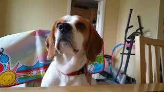 singing beagle by Charlie The Beagle 1,860 views 10 months ago 32 seconds