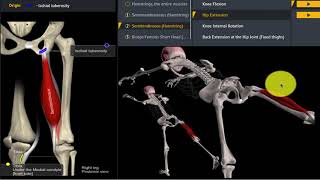 Musculus Semitendinosus