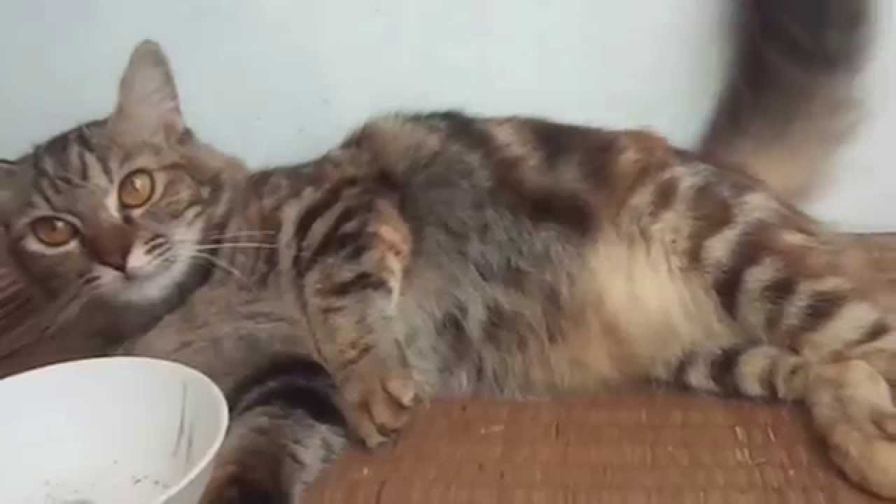  Kucing  Anggora  Gambar Kucing  Anggora  YouTube