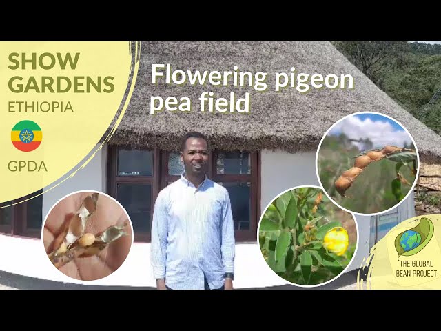 Flowering Pigeon Pea Field (Cajanus cajan) (October, 2023) - GPDA 🇪🇹 #5 | Global Bean Show Gardens