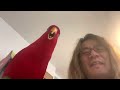 Gumimimiiiiiiii livestreaming