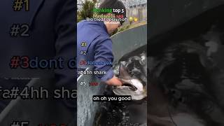 best sea medazelli #funny #memes