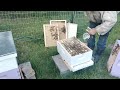 new swarm trying to swarm again thinking these are Russian honey bees.. sure like to swarm