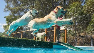 Bandit the Boxer teaches Cutie Pie the Pug how to fetch his toys and Zac the Staffy jumps off dock