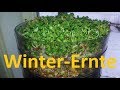 Sprossen und Microgreens im Sprossenturm  - Frisches Grün im Winter  / Hühnerfutter
