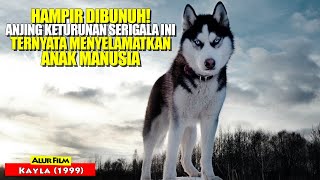 Kisah Anjing Keturunan Serigala Hampir Ditembak Namun Menyelamatkan Manusia | Alur Film KAYLA (1999)