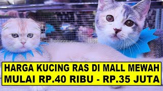 Cek Harga Kucing Di Mall Mewah - Mulai Dari Rp.40 Ribu Aja