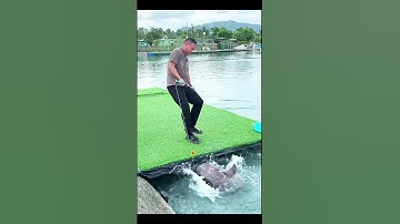 Câu được em cá rô hơn 10kg #cauca #fishing #fishinglife #fish