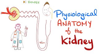 Kidney Physiology Introduction screenshot 3