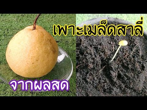 Khanittha Garden | EP20 เพาะเมล็ดสาลี่จากผลสด