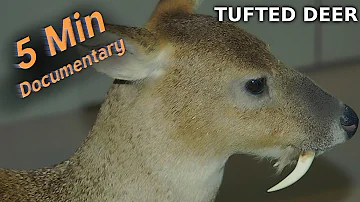 Tufted Deer - 5 Minute Documentary