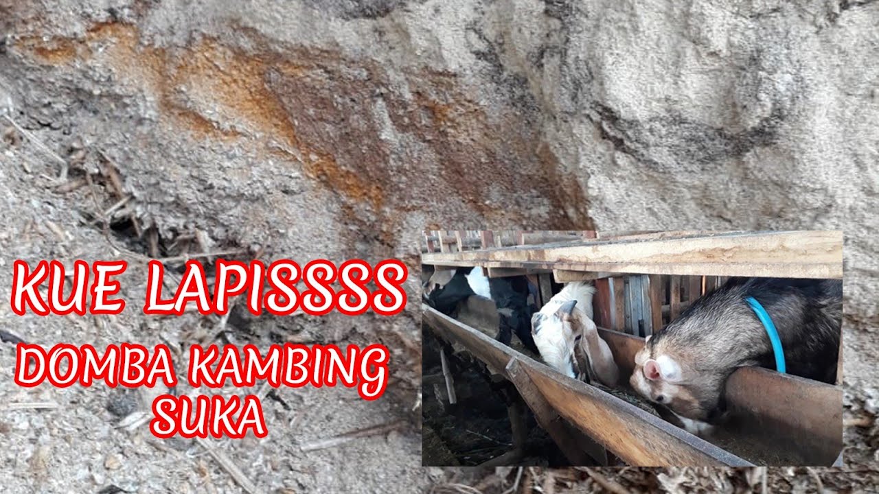 PAKAN PENGGEMUKAN DISUKAI DOMBA KAMBING | COMPLETED FEED 