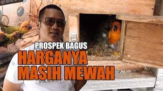 SUNCONURE BIRD BREEDERS IN TASIKMALAYA, AT FIRST IT WAS JUST A HOBBY THAT WENT OUT OF REACH OF IT...