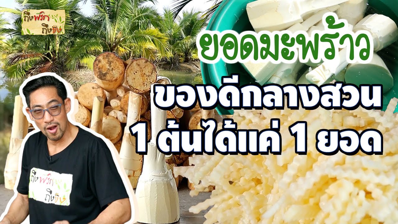 ยอดมะพร้าว ของดีกลางสวน 1 ต้นมีเพียง 1 ยอด