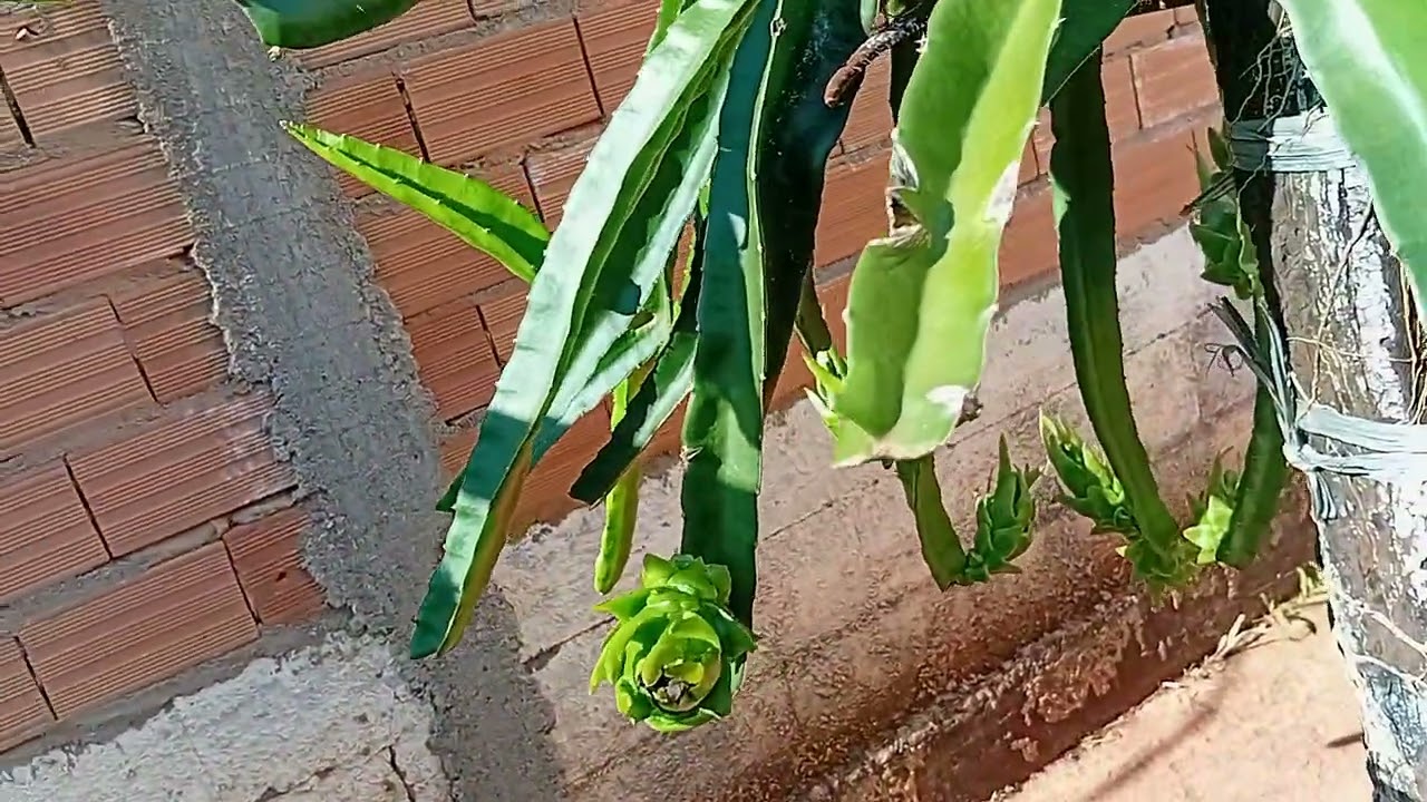 ATUALIZAÇÃO  DAS PITAYAS 15/02/2026,NOVOS BOTÕES DE OUTRAS VARIEDADES E MUITO MAIS 