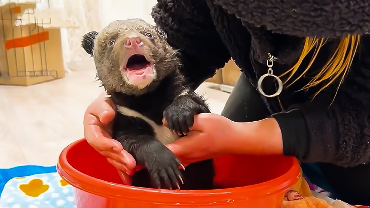 Крошечного малыша медвежонка, который остался без мамы, спасли в Подмосковье