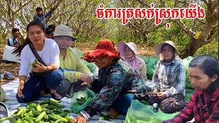 256. អាម៉ាប់សុីឈ្នួលនៅចំការត្រសក់ Life in the Cambodian Countryside.