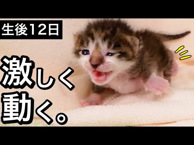 生後１２日目の赤ちゃん子猫が激しく動き回る。【保護猫】