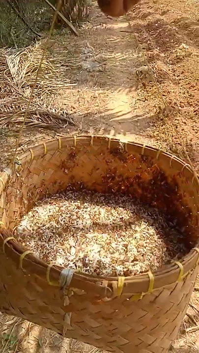 rezeki panen kroto alam