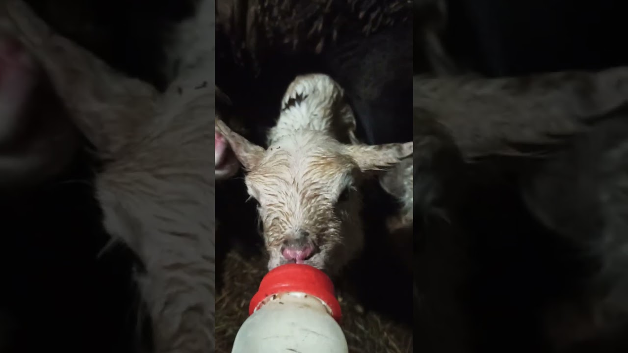 Иду кормить малышей