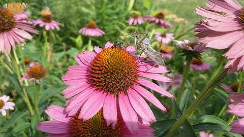 Assassin Bug Attacks Japanese Beetle