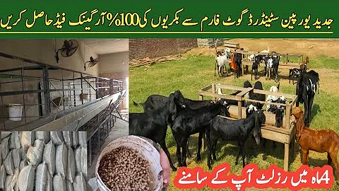 European Standard Goats Farm in Sialkot || TMR Available Modern Goat Farming in Pakistan||Asim Faiz