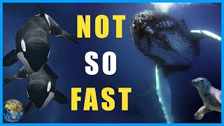 Celebrity Why Do Humpbacks Hunt Down Orcas? Profile