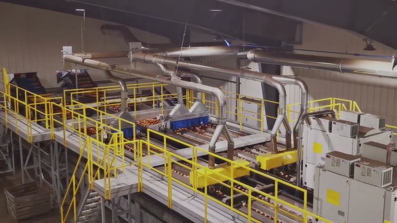 Eqraft * optical onion grader at Big O