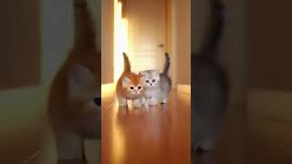 Biu Biu Loop  #cat #funny #kittens #cozy