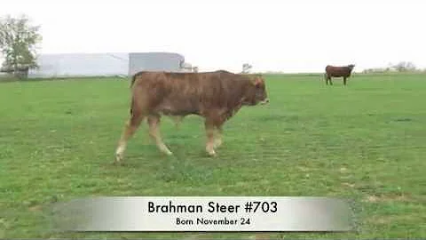 Brahman Steer #703