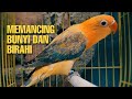 Bunyi Lovebird ngetik ngekek memanggil Teman atau Pasangannya Untuk Memancing Bunyi Maupun Birahi