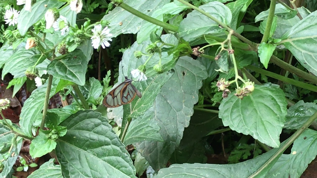 テッラトンボマダラIthomia terra 2019/10/21 Manu Road 1050m, Butterfly of Peru