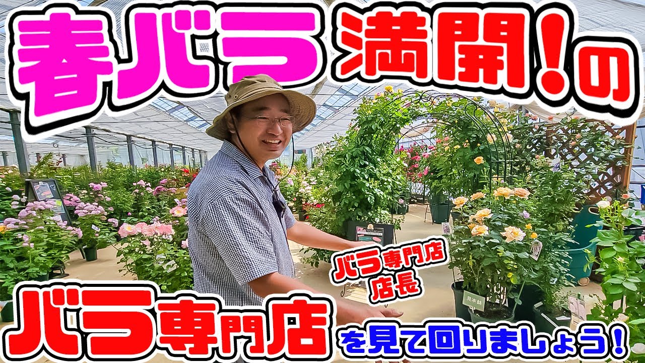 満開のバラ🌹をご一緒に見て回りましょう♪【温室ガイドツアー1】バラ専門店店長・高木大輔さん