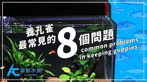 养孔雀“最常见的８个问题”｜养鱼人森｜AC草影水族 - 8 common problems in keeping guppies. - 天天要闻