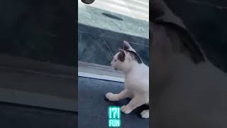 Cat videos that will make you laugh - FUN part 54 #shorts #funny #cat #cats