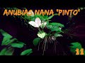 Das Pinto-Speerblatt - Anubias barteri v. nana 'Pinto' | ADVENTdicted! Adventskalender | Türchen 11