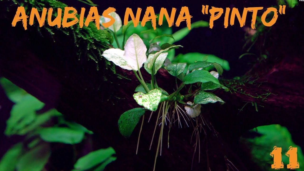 Das Pinto-Speerblatt - Anubias barteri v. nana 'Pinto' | ADVENTdicted! Adventskalender | Türchen 11