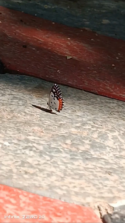oh butterfly🦋🦋.... #song#tamil#english#garden#shorts