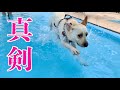 夏だ!!️プールだ!!️わたしの季節だ🐶ラブラドールみみ /Labrador Mimi loves swimming in the pool #154