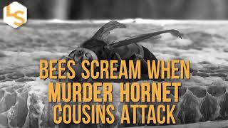 Bees Scream Bloody Murder When Hornets Attack
